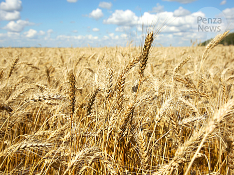 В Орловской области создали генотип озимой пшеницы с урожайностью 113,5 ц с га
