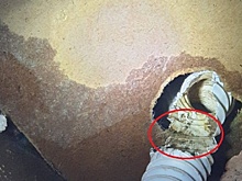 Крысы стали причиной потопа в доме во Владивостоке