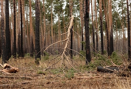 В Омской области суд восстановил в должности незаконно уволенных сотрудниц лесхоза