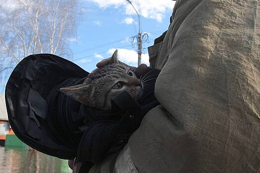 В Иркутске спасли покалеченную кошку