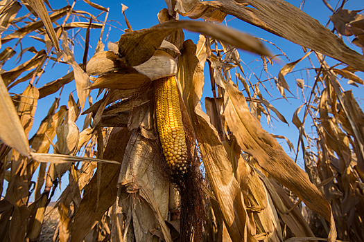 Кукурузой единой