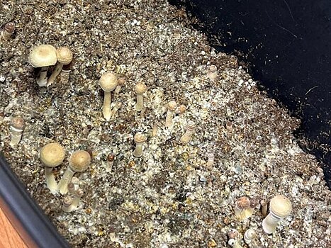 Жителя Владимира будут судить за выращивание галлюциногенных грибов