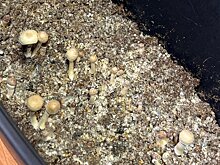 Жителя Владимира будут судить за выращивание галлюциногенных грибов