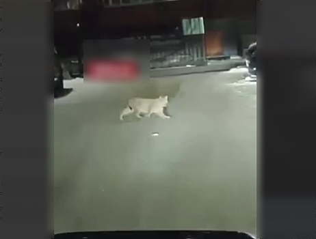 Гулявшую по Благовещенску рысь отловили и увезли за пределы города