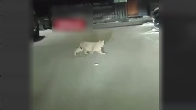 Гулявшую по Благовещенску рысь отловили и увезли за пределы города