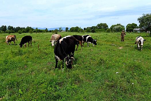В Госдуме предложили бесплатно выделять землю одной категории россиян