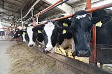 Добились результатов: в Кинельском кооперативе зафиксировали прирост поголовья и молока