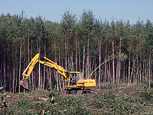 Правительство предлагает изменить правила строительства в лесах