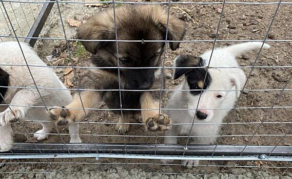В Курске в этом году планируется отловить более 2000 собак