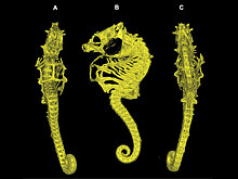 Обнаружен необычный новый вид карликового морского конька