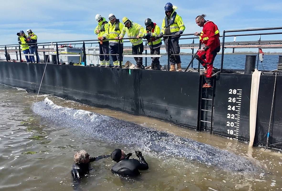 Застрявший кит Тимми уплыл в море