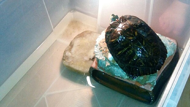 Американскую черепаху нашли в пруду Вологды