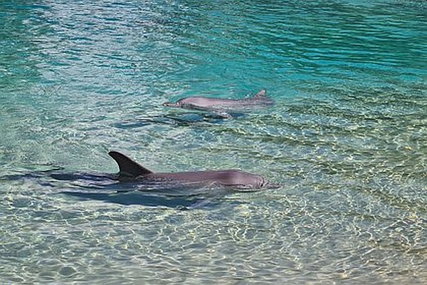 Губернатор Севастополя допустил гибель выброшенных в море дельфинов