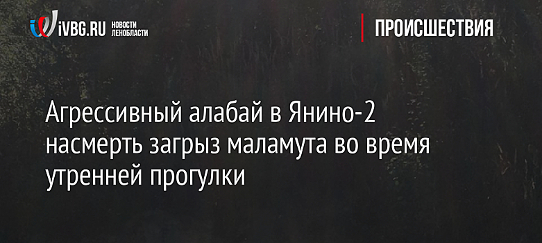 Агрессивный алабай насмерть загрыз маламута во время утренней прогулки в Янино-2