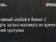 Агрессивный алабай насмерть загрыз маламута во время утренней прогулки в Янино-2