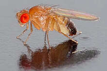 Geroscience: диета с ограничением аминокислоты изолейцина продлила жизнь мухам