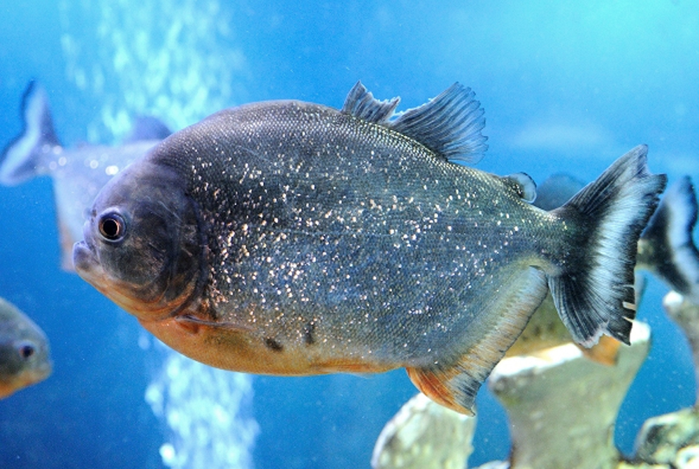 Океанариум Sochi Discovery World Aquarium, Сочи, Россия, Европа