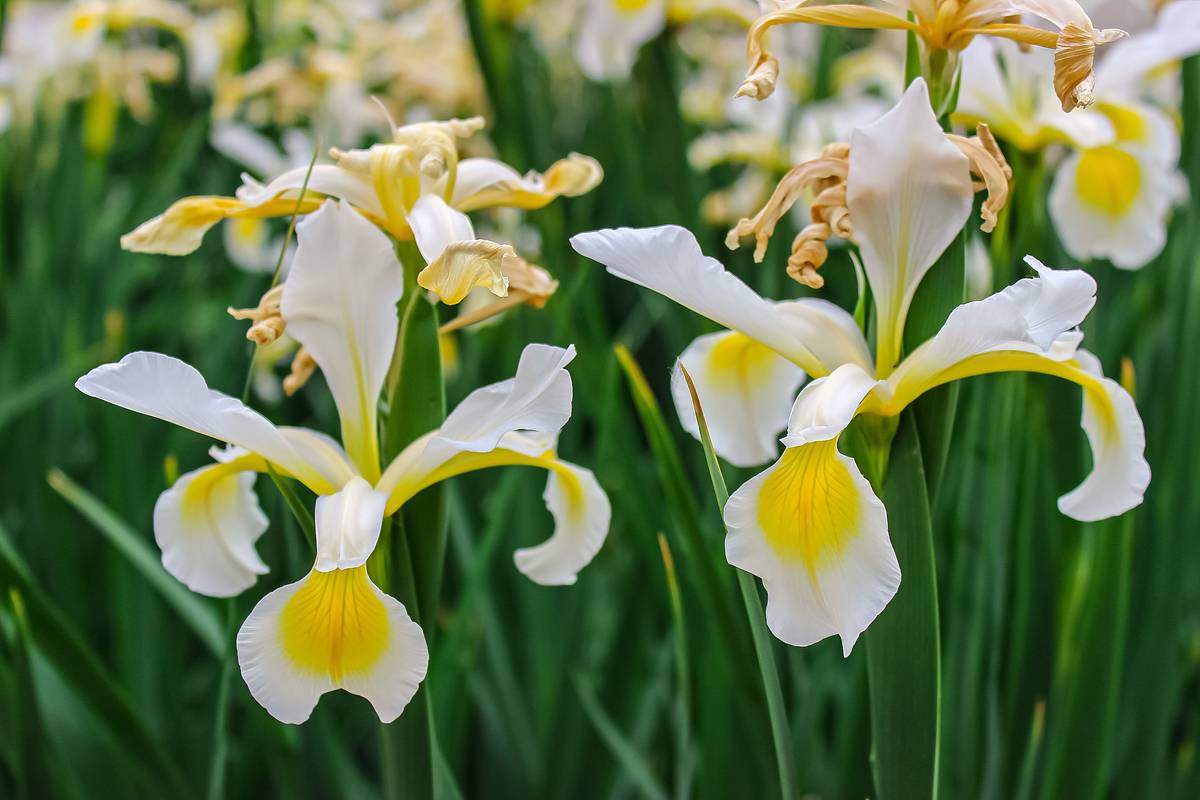 В регионе России нашли уникальный азиатский цветок