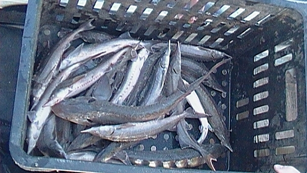 Полицейские Томской области задержали подозреваемого в незаконной добыче рыбы особо ценных видов