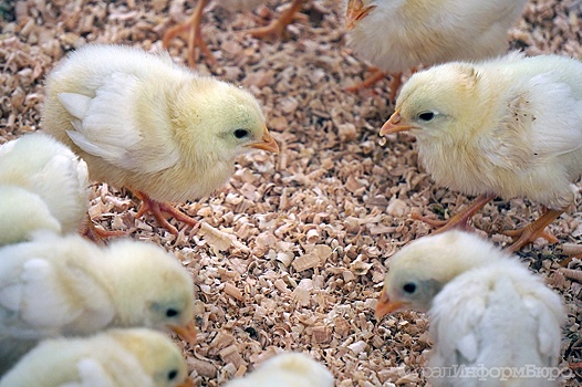 Россиянам запретили разводить кур и коз в садах