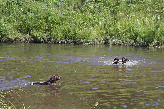В Ревде прошли соревнования легавых охотничьих собак по работе на болотно-луговую дичь без стрельбы