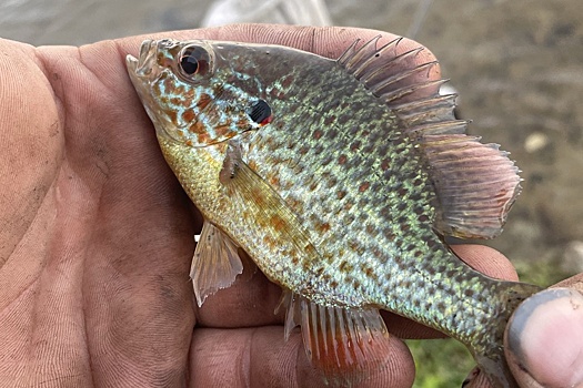 Чужеродный солнечный окунь угрожает экосистеме Дона