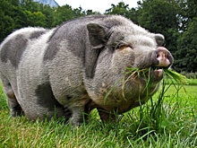Россияне установили рекорд по потреблению свинины