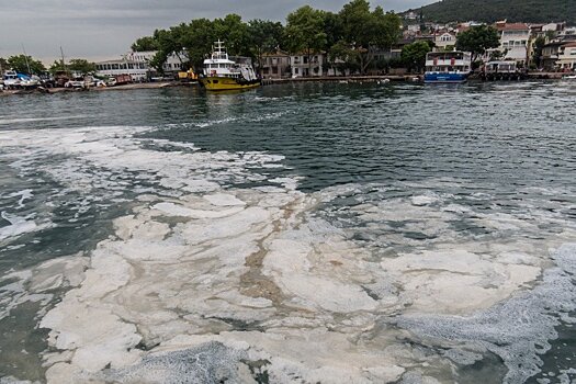 Взрывной рост фитопланктона угрожает Мраморному и Черному морям