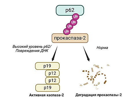 Ученые описали новый механизм запуска клеточной гибели