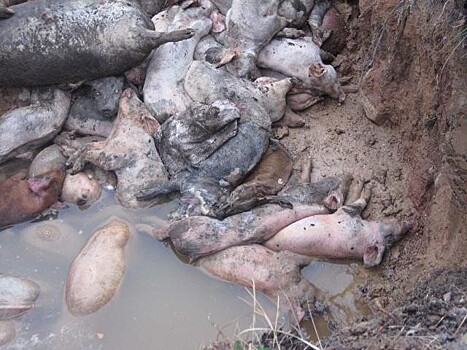 Африканская чума свиней добралась до Приморья