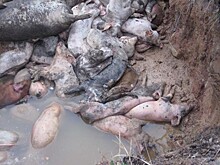 РСХН: в странах Юго-Восточной Азии распространяются АЧС и грипп птиц, к бедам добавился и коронавирус