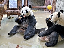 У панды Катюши в Московском зоопарке могут появиться братья или сестры