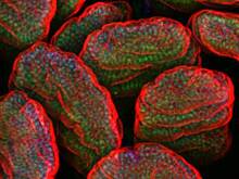 Серые кардиналы: микробы способны контролировать работу генов своего хозяина