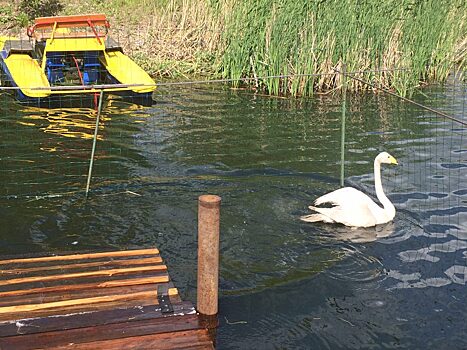 В Омске выбирают имена для парковых лебедей