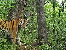 В Хабаровском крае тигр убил фермерского жеребёнка