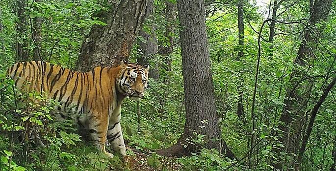 В Хабаровском крае тигр убил фермерского жеребёнка