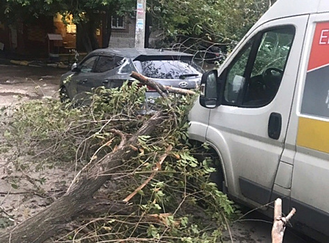 В Самаре дерево рухнуло на припаркованный автомобиль