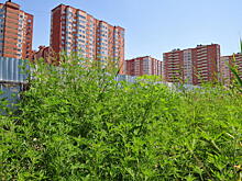 Не уберешь амброзию –потеряешь участок