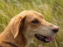 Волгоградцам дали советы, как вырастить психологически здоровую собаку