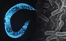 Круглые черви передали по наследству знание об опасной бактерии