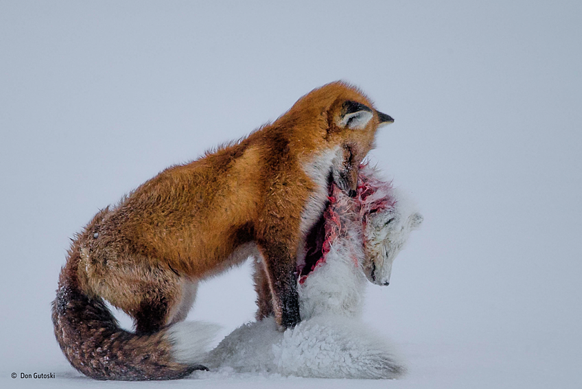 Конкурс на лучшего фотографа дикой природы завершился в Лондоне. Победителем стал канадский фотограф-любитель Дон Гутоски (Don Gutoski) с работой «Повесть о двух лисицах»