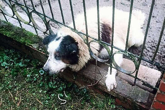 В Подмосковье спасателям пришлось во второй раз вытаскивать собаку из забора