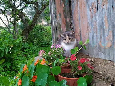 После трагедии с котом Твиксом в РЖД нашли более десятка животных без хозяина