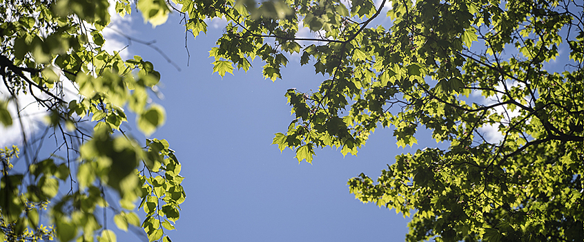 Погоду без осадков прогнозируют в Удмуртии 5 августа