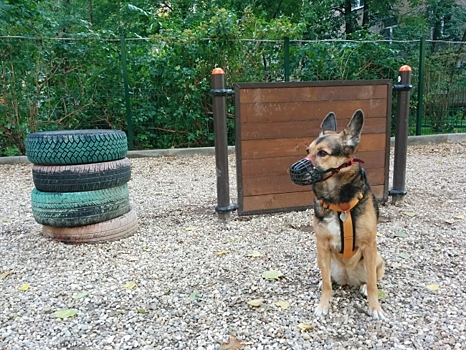 В районе Ново-Переделкино благоустроят площадку для собак