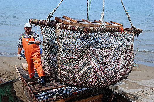 Русская рыбопромышленная компания предложила реформу рыбной отрасли