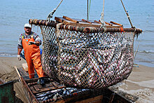 Русская рыбопромышленная компания предложила реформу рыбной отрасли