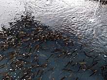 В водохранилище в Воронеже запустят 600 тысяч мальков на 2,5 млн рублей