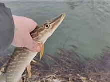 Щука-великанша и карп-сюрприз: калужские рыбаки показывают свои трофеи