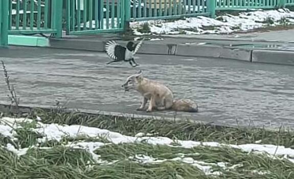 Лисицы начали охотиться на мышей во дворах Новосибирска